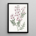 Schizanthus penné - Sydenham Edwards — framed artwork on a wall