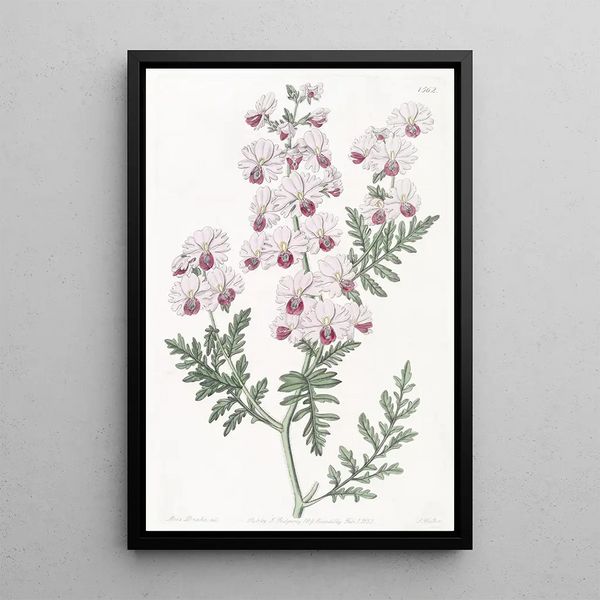 Schizanthus penné - Sydenham Edwards — framed artwork on a wall
