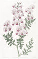 Schizanthus penné - Sydenham Edwards — artwork view