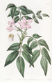 Turreaea pennée - Sydenham Edwards — artwork view