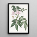 Turreaea pennée - Sydenham Edwards — framed artwork on a wall