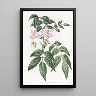 Sydenham Edwards - Pinnated Turreaea.webp