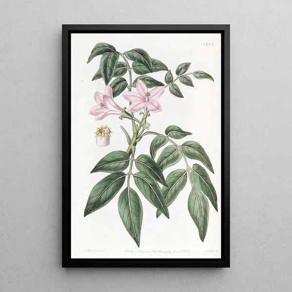 Turreaea pennée - Sydenham Edwards — framed artwork on a wall