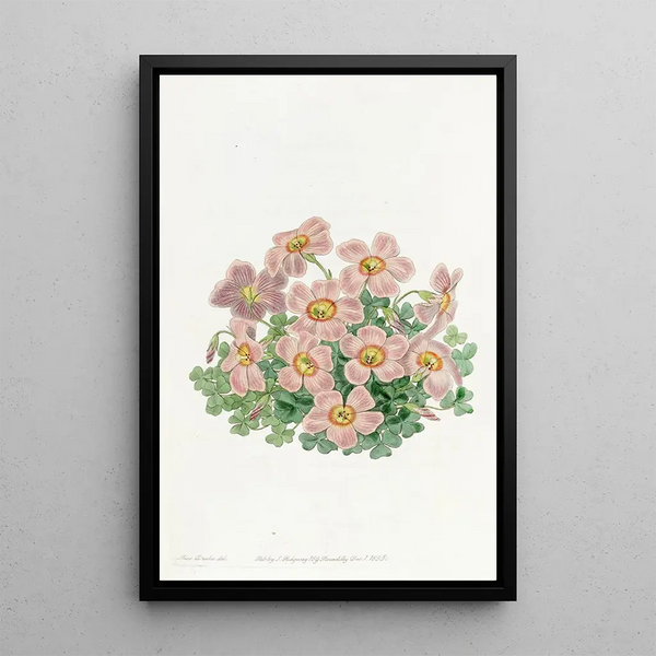 Oxalis by Piotta - Sydenham Edwards — framed artwork on a wall