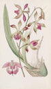 Épidendrum à lèvres plissées - Sydenham Edwards — artwork view