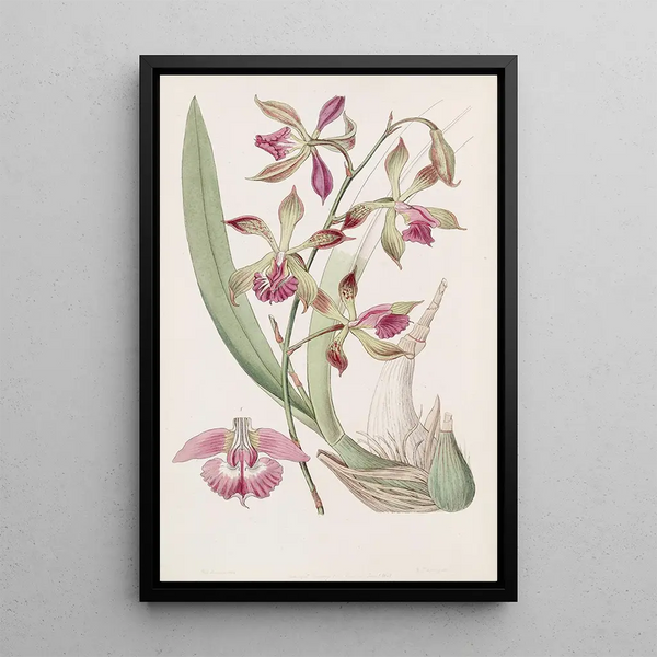 Épidendrum à lèvres plissées - Sydenham Edwards — framed artwork on a wall