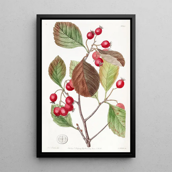 Prunus spinosa - Sydenham Edwards — framed artwork on a wall
