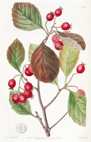 Sydenham Edwards - Plumleaved Thorn.webp