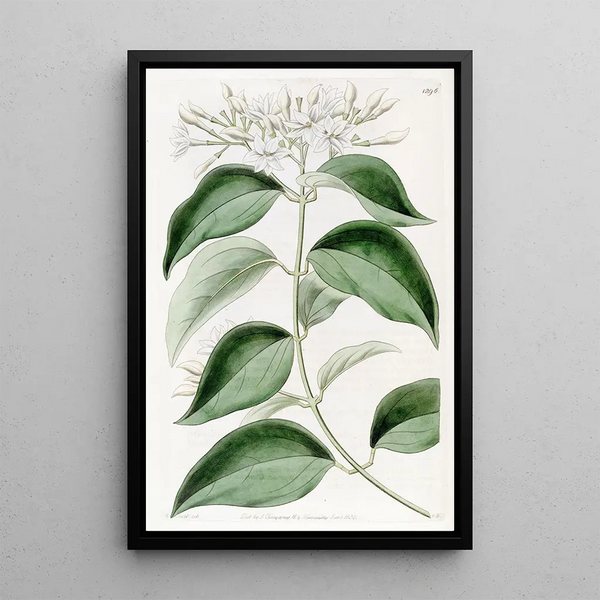 Jasmin à feuilles pointues - Sydenham Edwards — framed artwork on a wall
