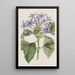 Hindsia blue porcelain - Sydenham Edwards — framed artwork on a wall