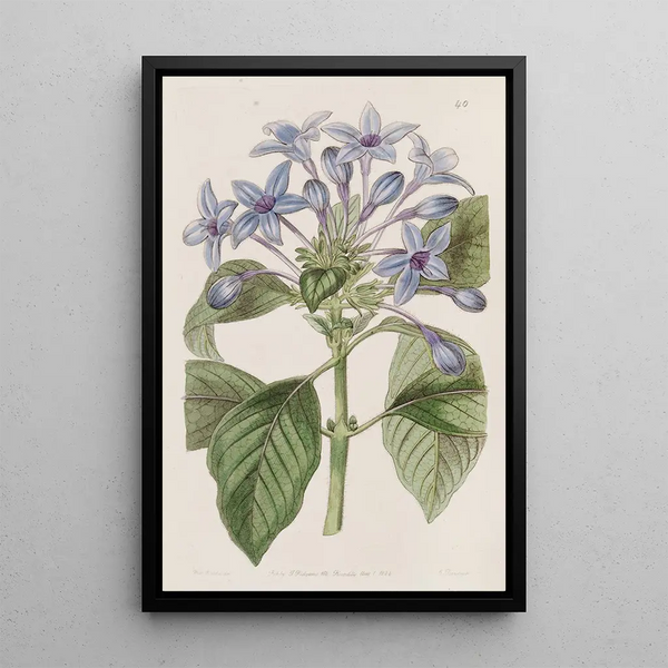 Hindsia blue porcelain - Sydenham Edwards — framed artwork on a wall