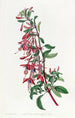 Fuchsia painting of Port Famine - Sydenham Edwards — artwork view