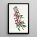 Fuchsia painting of Port Famine - Sydenham Edwards — framed artwork on a wall