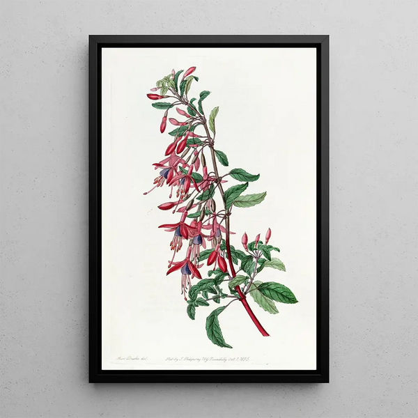 Fuchsia painting of Port Famine - Sydenham Edwards — framed artwork on a wall