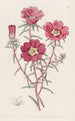 Portulaca splendide - Sydenham Edwards — artwork view