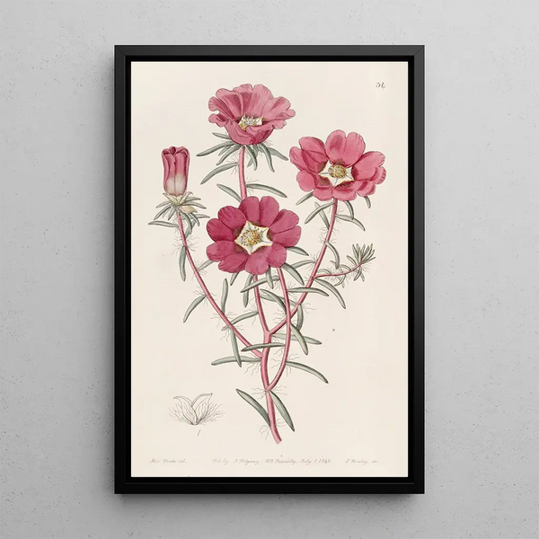 Portulaca splendide - Sydenham Edwards — framed artwork on a wall
