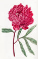 Peony chinoise de Potts - Sydenham Edwards — artwork view