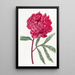 Peony chinoise de Potts - Sydenham Edwards — framed artwork on a wall