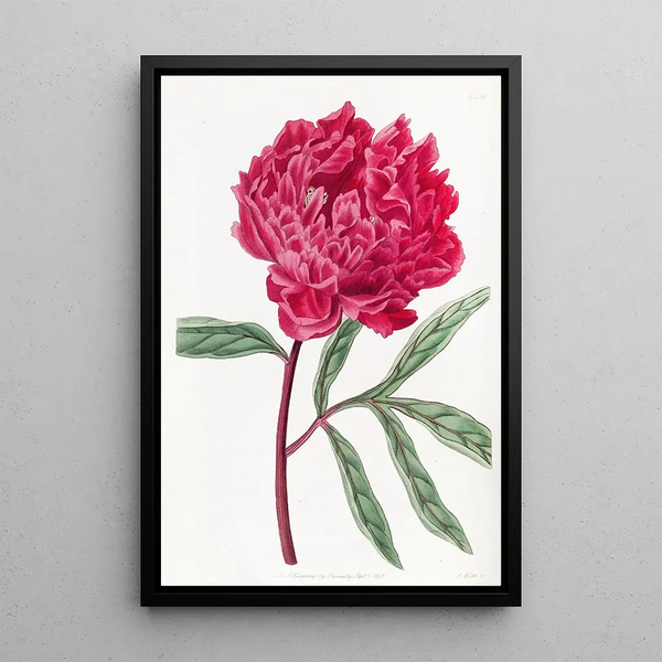 Peony chinoise de Potts - Sydenham Edwards — framed artwork on a wall