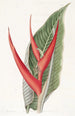Heliconia poudrée - Sydenham Edwards — artwork view