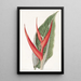 Heliconia poudrée - Sydenham Edwards — framed artwork on a wall