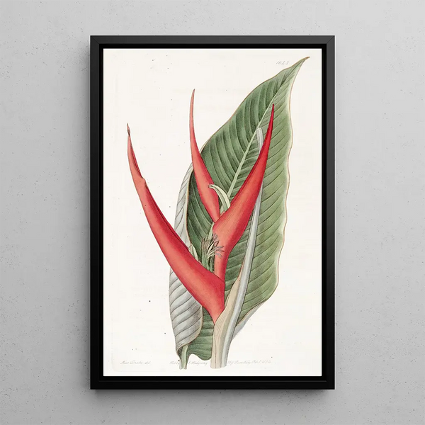 Heliconia poudrée - Sydenham Edwards — framed artwork on a wall