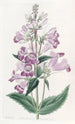 Pentstemon joli - Sydenham Edwards — artwork view
