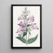 Pentstemon joli - Sydenham Edwards — framed artwork on a wall