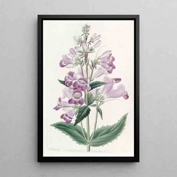 Pentstemon joli - Sydenham Edwards — framed artwork on a wall