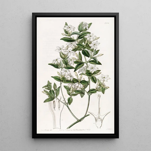 Jasmin à feuilles de troène - Sydenham Edwards — framed artwork on a wall