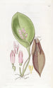 Pleurothallis prolifère - Sydenham Edwards — artwork view