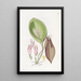 Pleurothallis prolifère - Sydenham Edwards — framed artwork on a wall