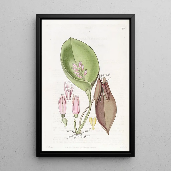 Pleurothallis prolifère - Sydenham Edwards — framed artwork on a wall