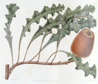 Banksia prostrée - Sydenham Edwards — artwork view