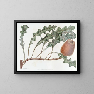 Banksia prostrée - Sydenham Edwards — framed artwork on a wall