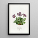 Purple Auricle Painting - Sydenham Edwards — framed artwork on a wall