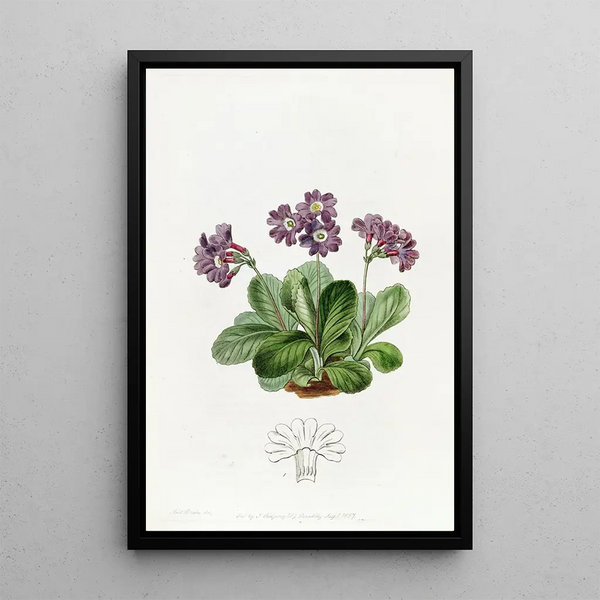 Purple Auricle Painting - Sydenham Edwards — framed artwork on a wall