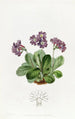 Purple Auricle Painting - Sydenham Edwards — artwork view