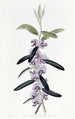 Hovea pourpre - Sydenham Edwards — artwork view