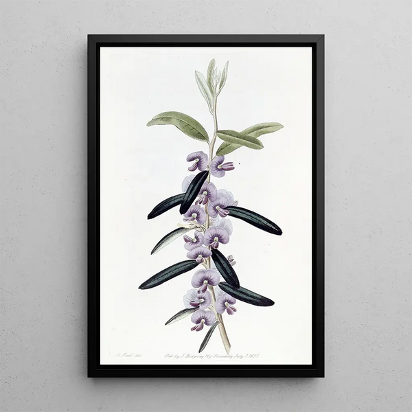 Hovea pourpre - Sydenham Edwards — framed artwork on a wall