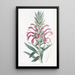 Lobélie pourpre - Sydenham Edwards — framed artwork on a wall