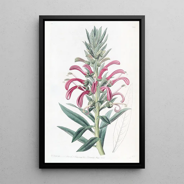 Lobélie pourpre - Sydenham Edwards — framed artwork on a wall