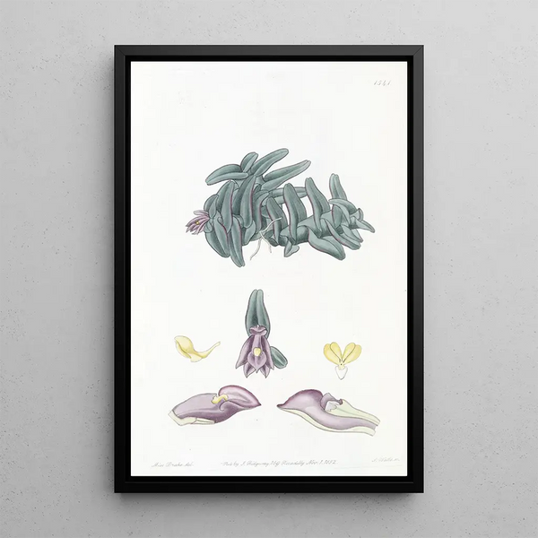 Nanodes Purple Painting - Sydenham Edwards — framed artwork on a wall