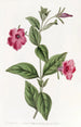 Purple Pétunia Painting - Sydenham Edwards — artwork view