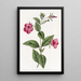 Purple Pétunia Painting - Sydenham Edwards — framed artwork on a wall
