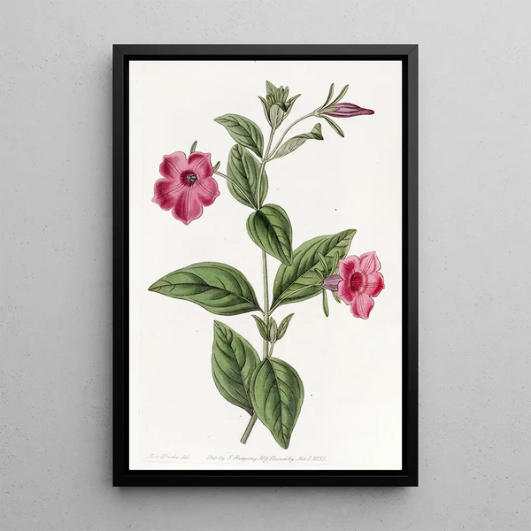 Purple Pétunia Painting - Sydenham Edwards — framed artwork on a wall
