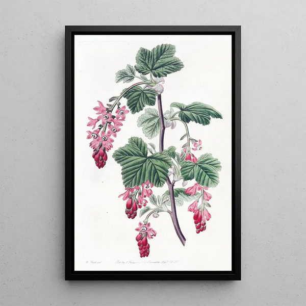 Purple Currant for reproduction - Sydenham Edwards — framed artwork on a wall