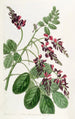Indigo flower with purple flowers - Sydenham Edwards — artwork view