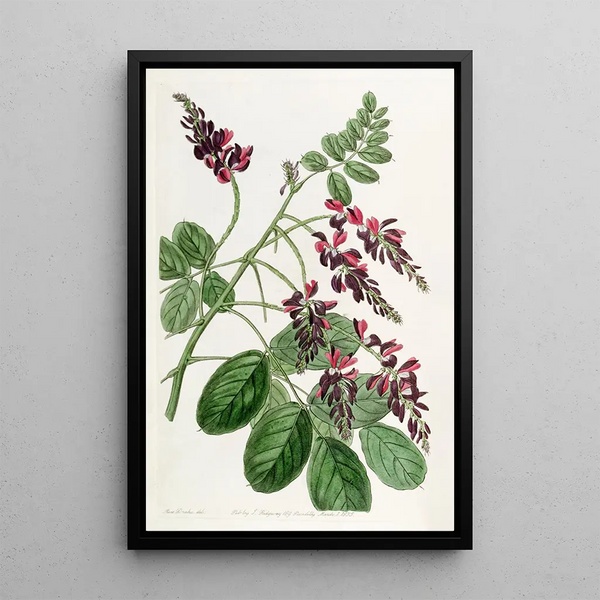 Indigo flower with purple flowers - Sydenham Edwards — framed artwork on a wall
