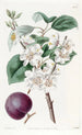 Abricot à fruits pourpres - Sydenham Edwards — artwork view